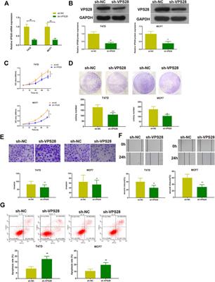 Deciphering the Oncogenic Role of VPS28 Modulated by miR-491-5p in Breast Cancer Cells Using In Silico and Functional Analysis 